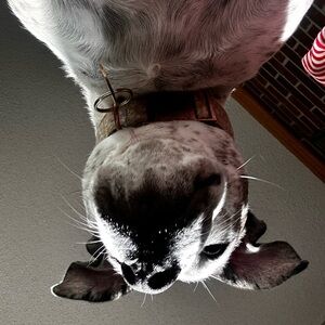 Meet your Posher, Kelli